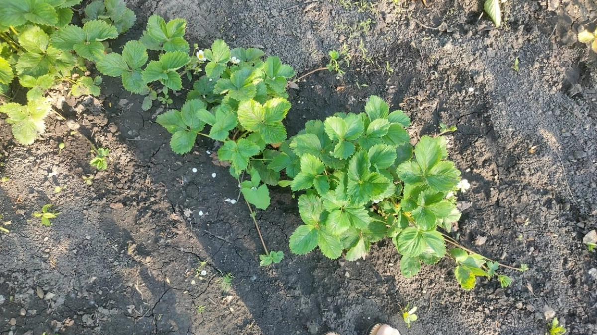 Опасный красавец: этот популярный кустарник губит сад — 8 из 10 дачников его выращивают