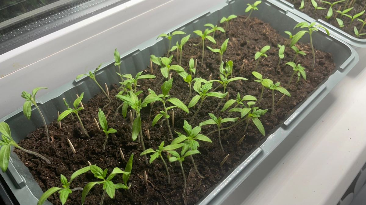 Крахмал и кисель — смерть для рассады: что случилось с помидорами после «народного» совета