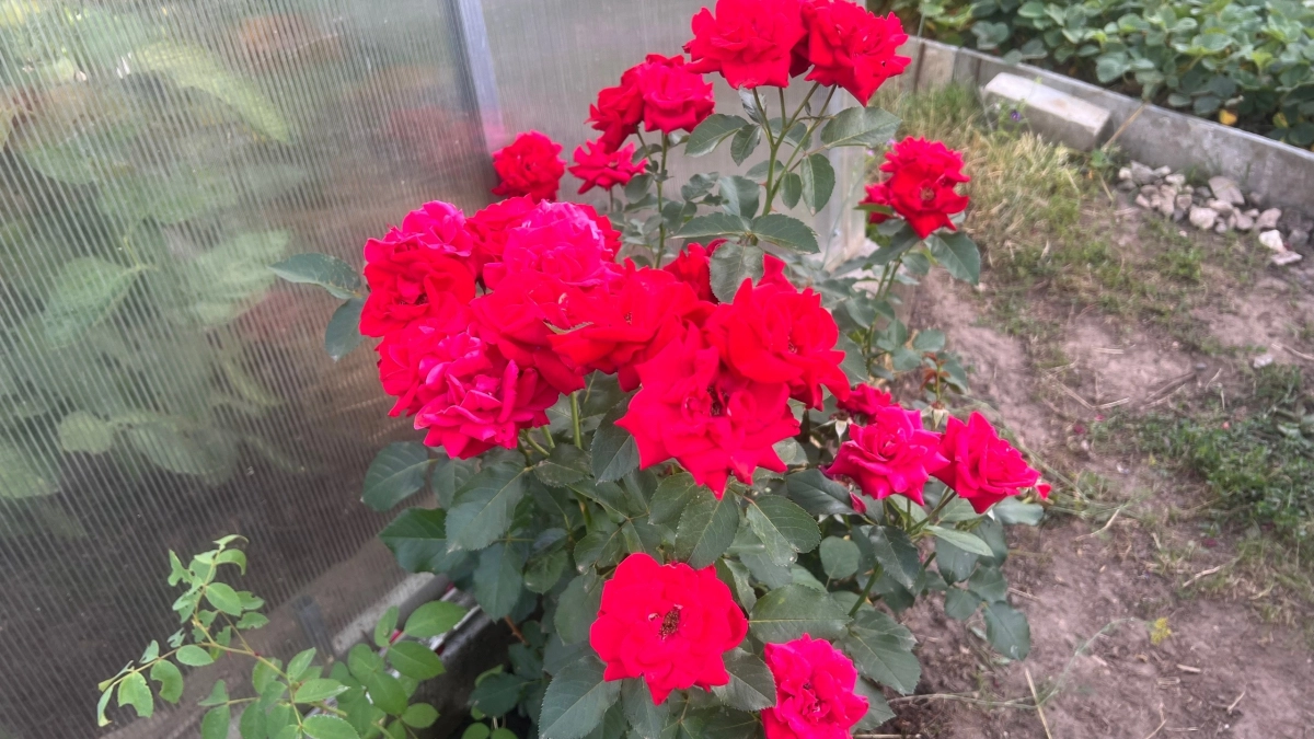 Роза погибла из‑за соседа: 10 растений, которые нельзя сажать рядом с королевой сада — вы удивитесь №3