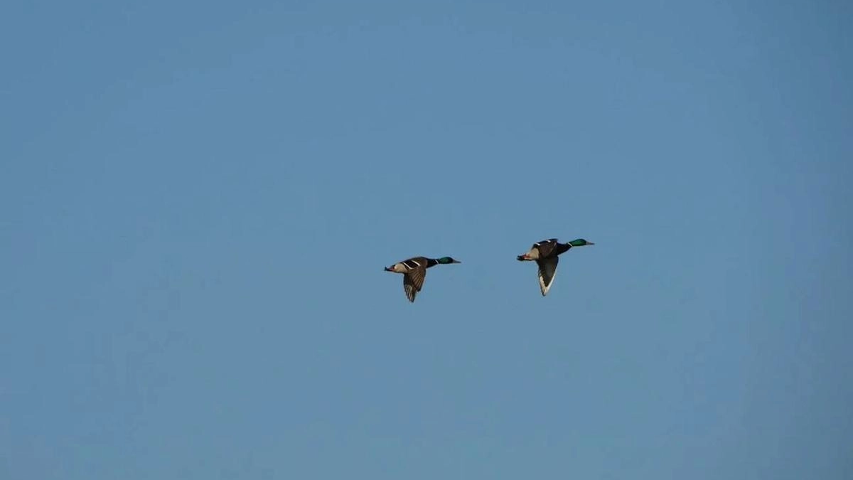 В Курской области приостановили охоту из-за угрозы птичьего гриппа