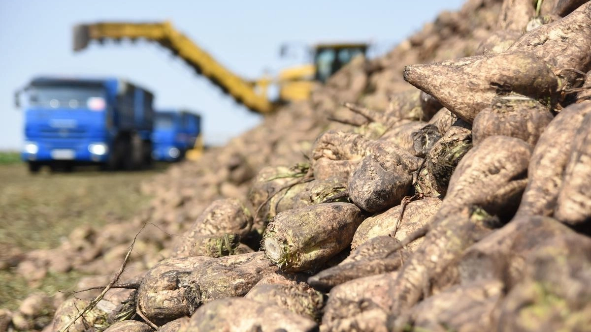 Курская область продала 3,5 млн тонн сахарной свеклы и нарастила производство молока