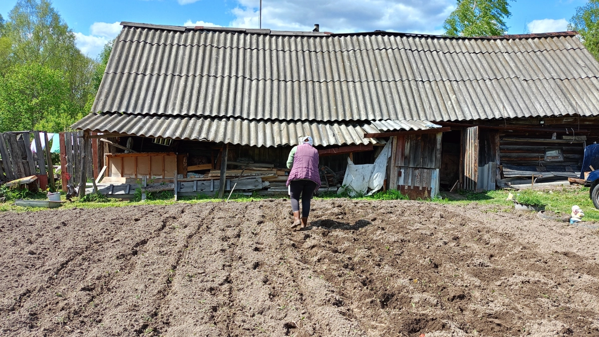 Один пакетик крупы — и грядки как чернозём: разбираем опасный миф, который губит урожай
