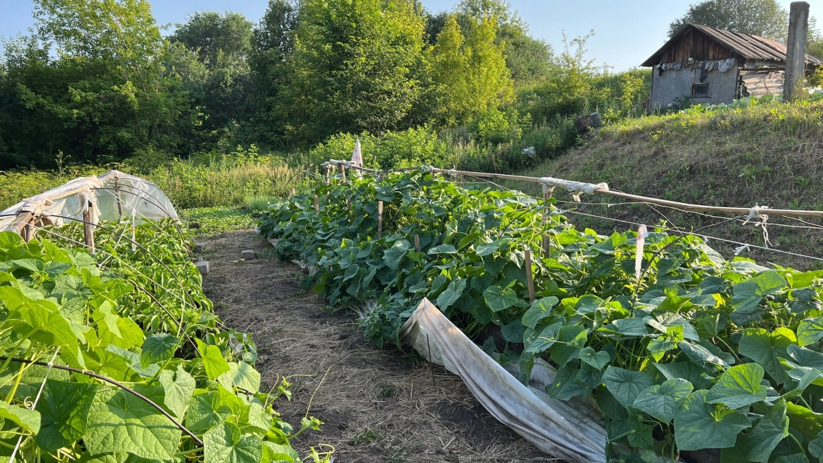 Грядка без перекопки 6 лет — и урожай растёт: секрет, который заставит соседа пускать слюни