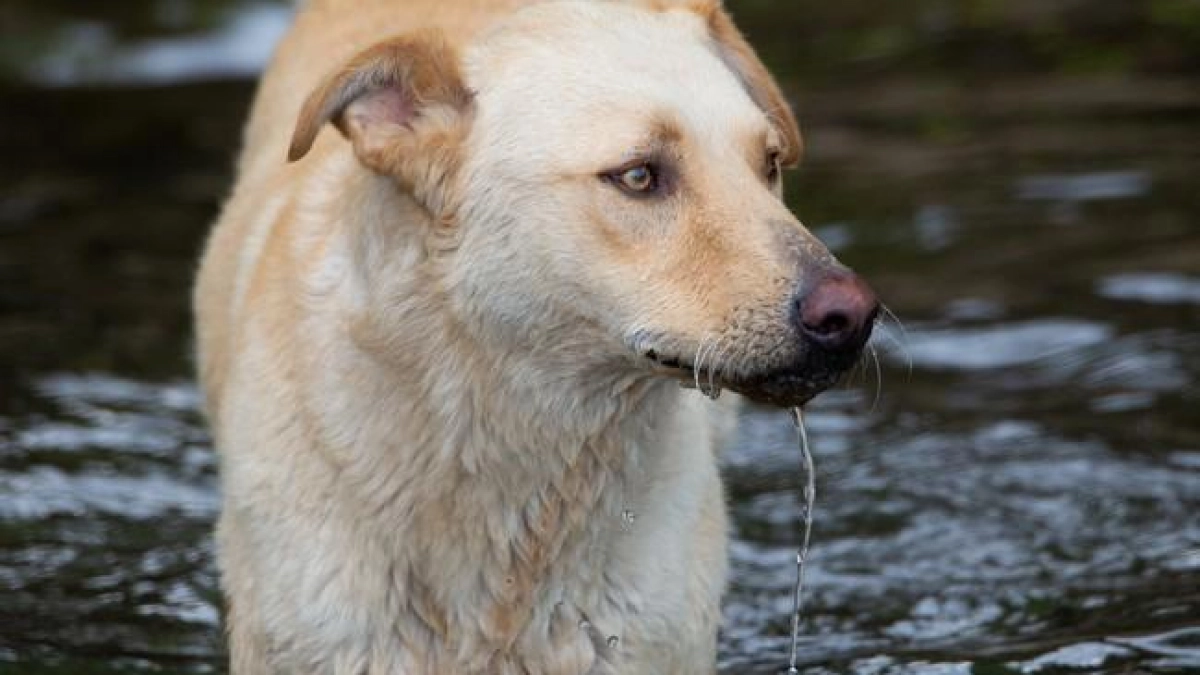 Клещи проснулись: курских собак предупредили о четырёх опасных заболеваниях