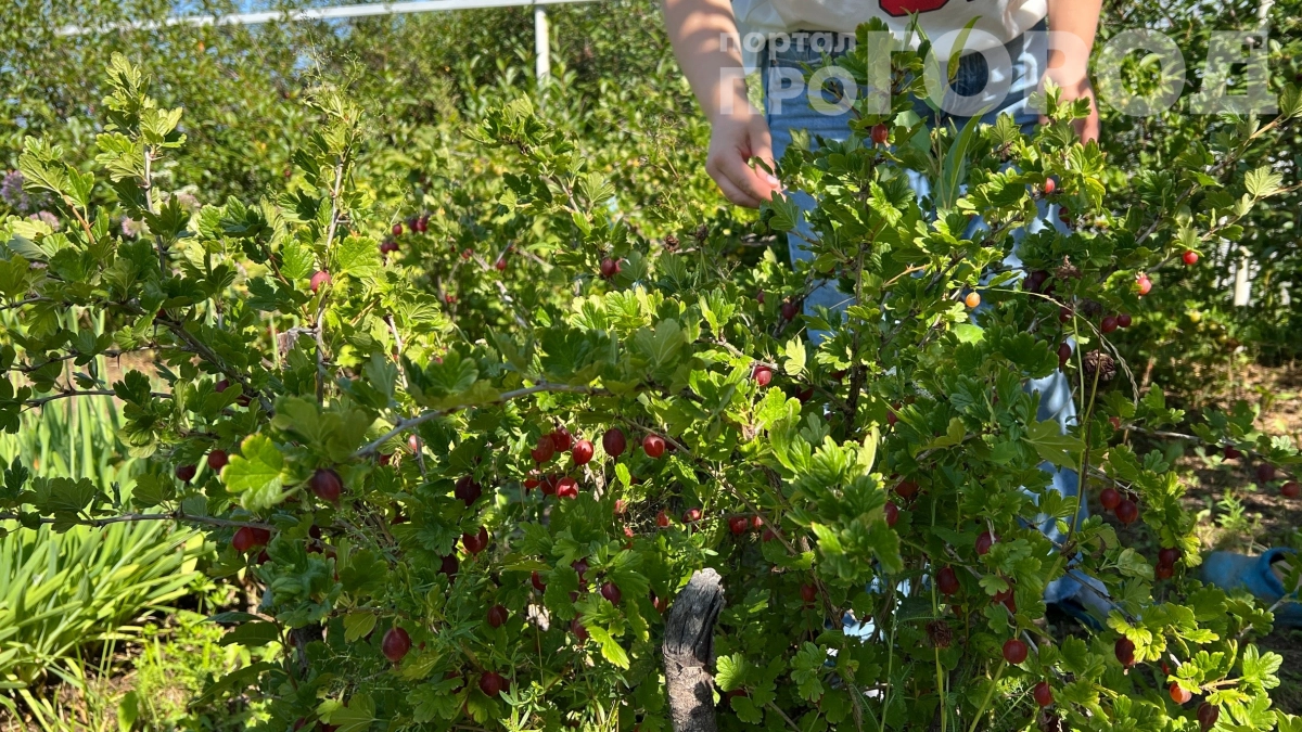 Не сажайте крыжовник здесь — иначе останетесь с пустыми руками: 6 опасных мест, о которых знают опытные дачники