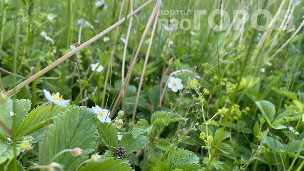 Посадите это под деревьями весной — и забудьте про паршу и тлю: топ‑4 сидерата