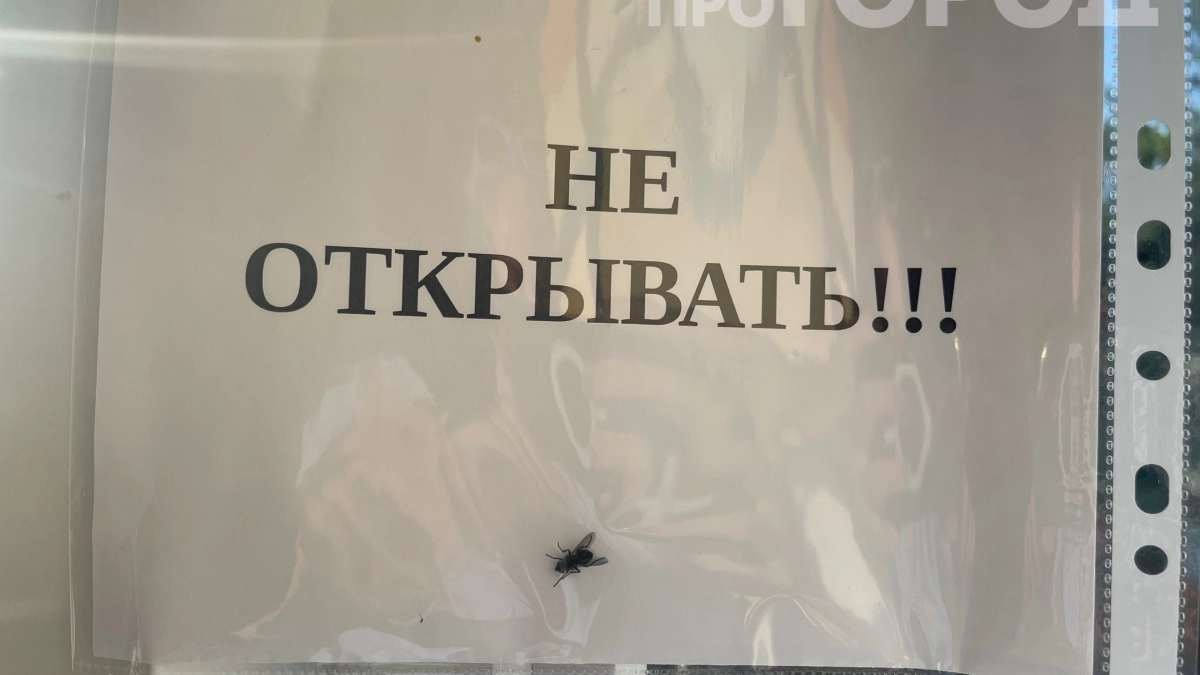 Мухи облетали дом за километр: старинный способ защиты, который ценился на вес золота