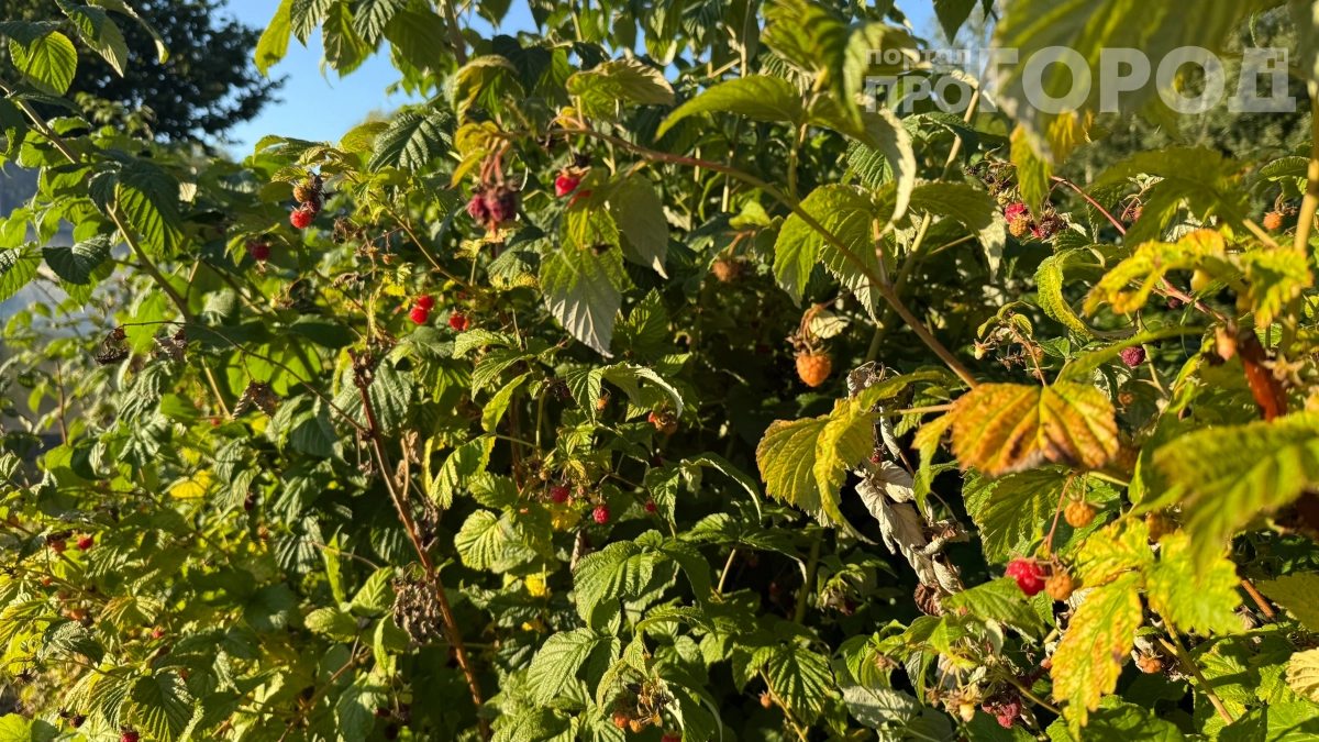 Не обрезайте малину как попало: 5 шагов к гигантским ягодам — ошибка № 3 погубит весь куст