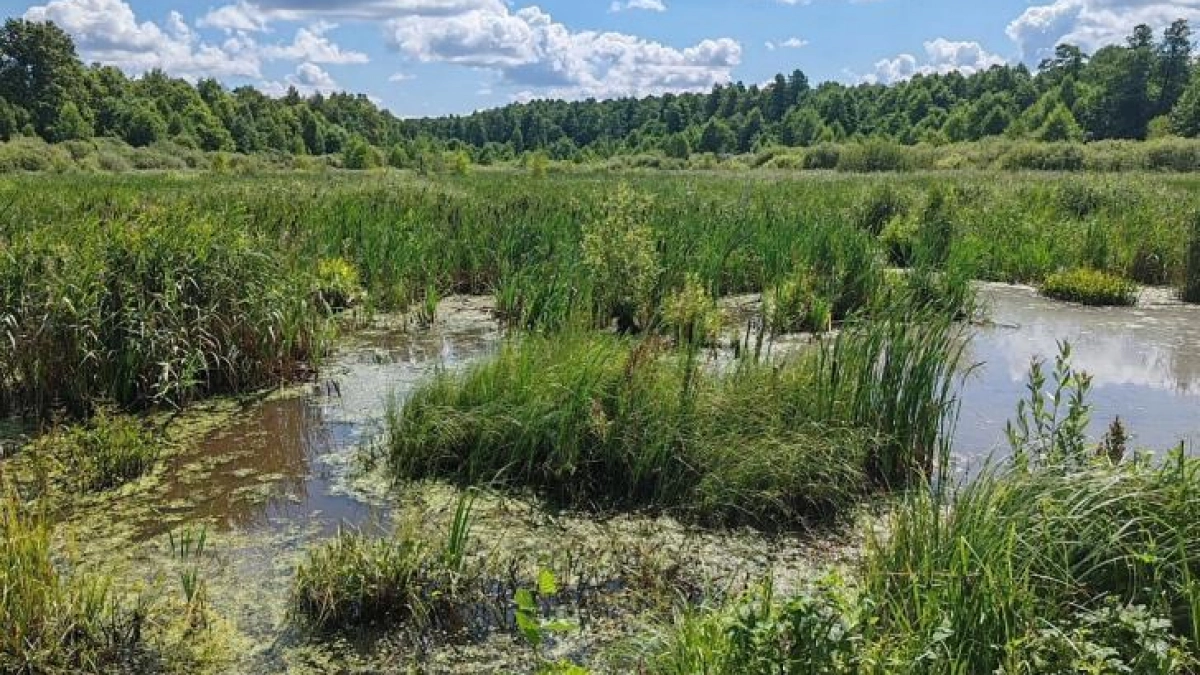 В Курской области 32 га болота стали памятником природы с краснокнижными видами