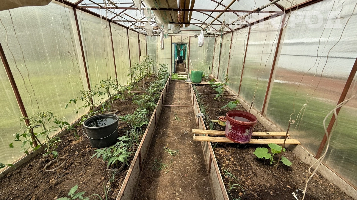 Заморозки −4 °C, а в теплице буйство зелени: что растёт в апреле — секреты раннего урожая