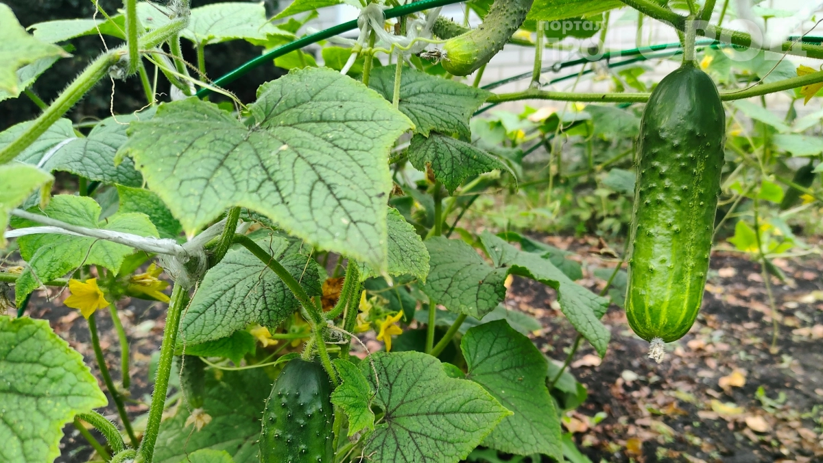 Посадил их вместе и ахнул от урожая: вот что нужно рядом с огурцами — плодовитость вырастет на 50–70%