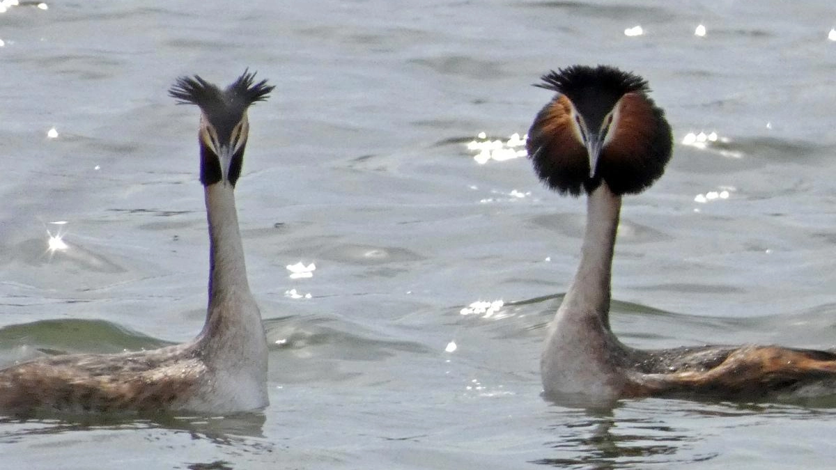 Чомги вернулись в Курскую область и начали брачные танцы на водоёмах