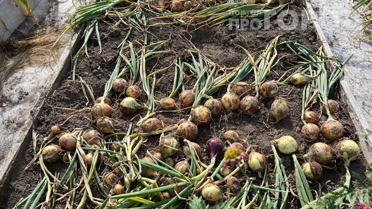 Сосед всегда посыпал лук солью, а я крутил у виска, пока не увидел его урожай: лук размером с кулак