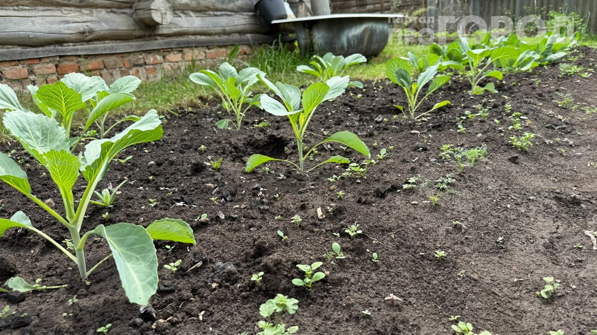 Не повторяйте моих ошибок: 5 растений, от которых я отказалась — и вам советую