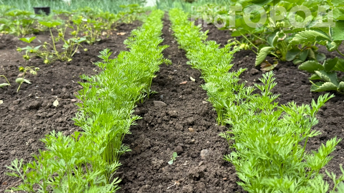 Голландцы знают секрет: как получать богатый урожай летом без химии — делюсь проверенным методом