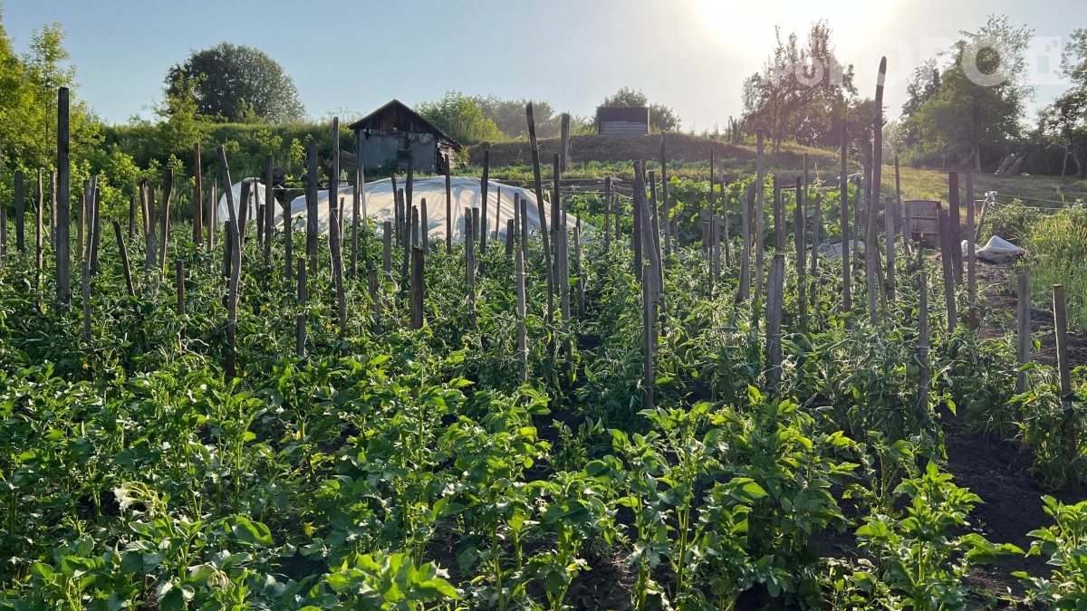 Два кактуса — и вы под штрафом: какие растения в саду могут привести даже за решётку — полный список