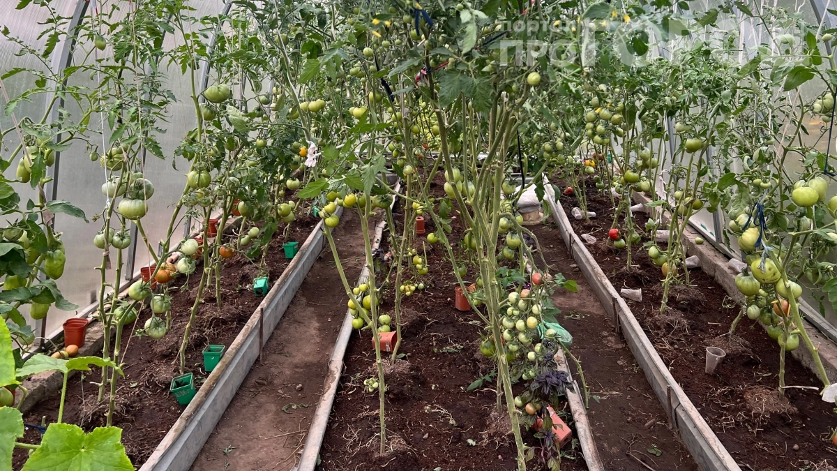 От белизны к хозяйственному мылу: как я изменил подход к обработке теплицы — и результат поразил