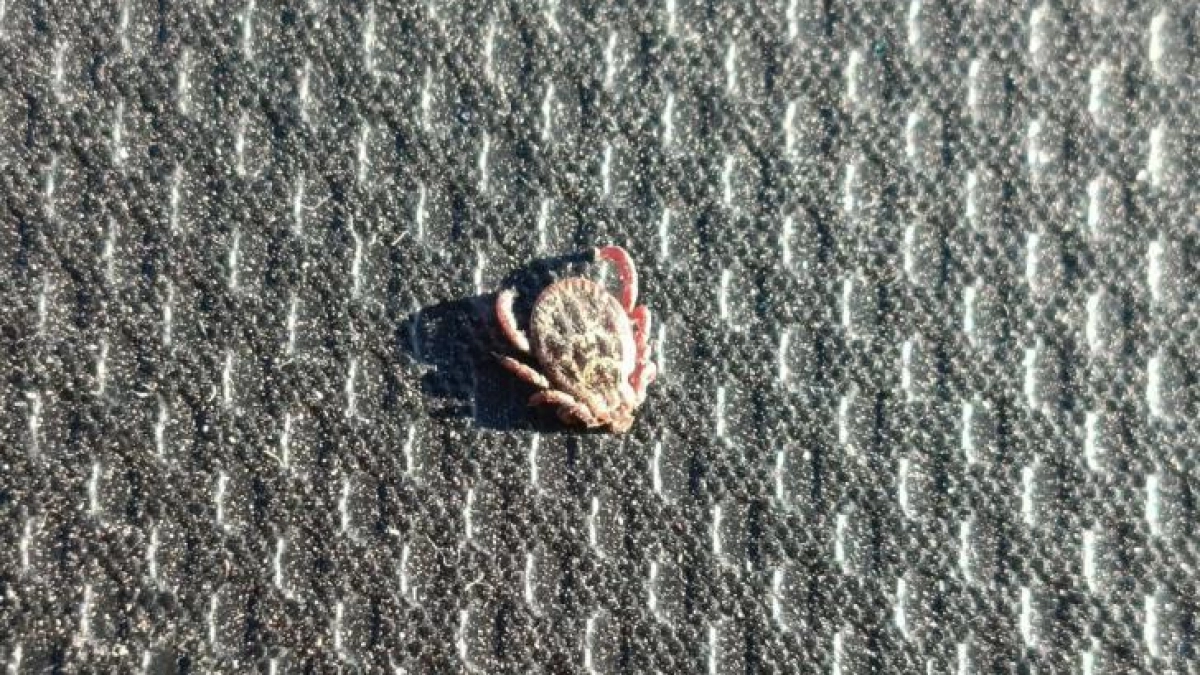 В Курской области из 250 клещей у девяти нашли опасные бактерии