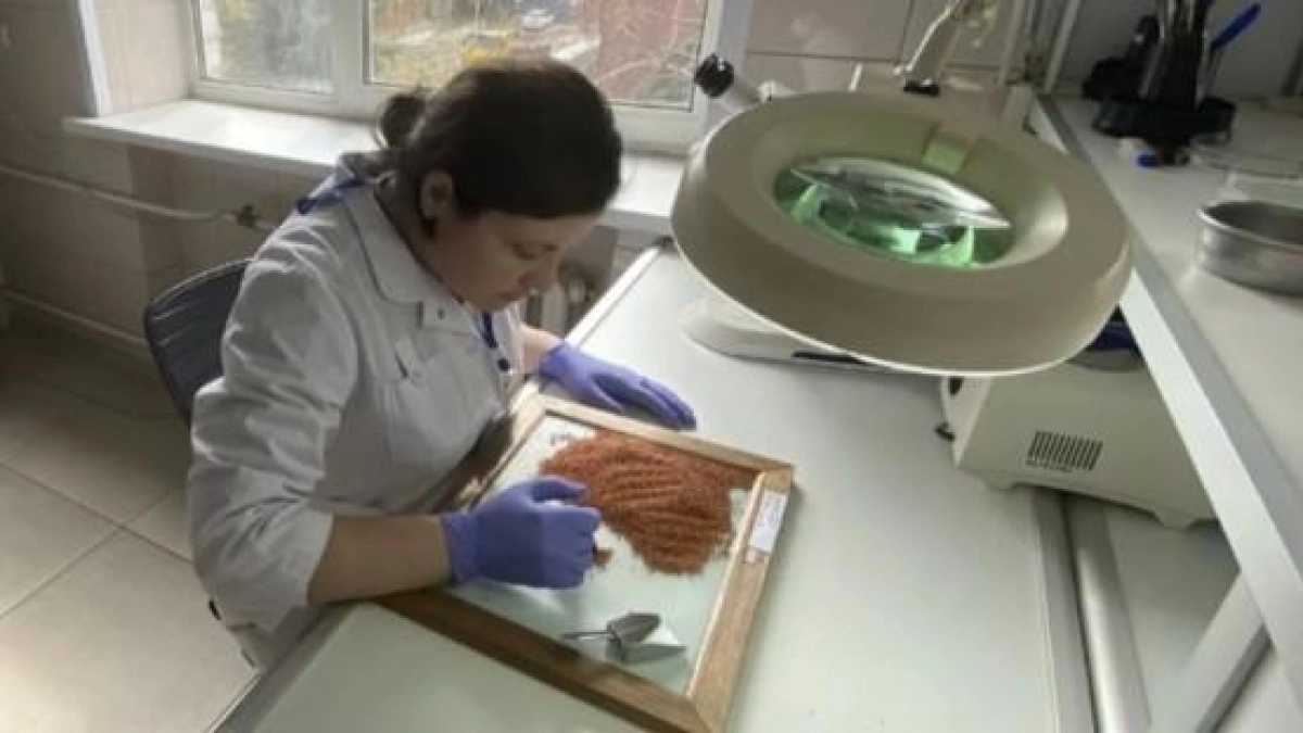 1,7 тонны семян проса из Орла получили «чистое» заключение для Курска