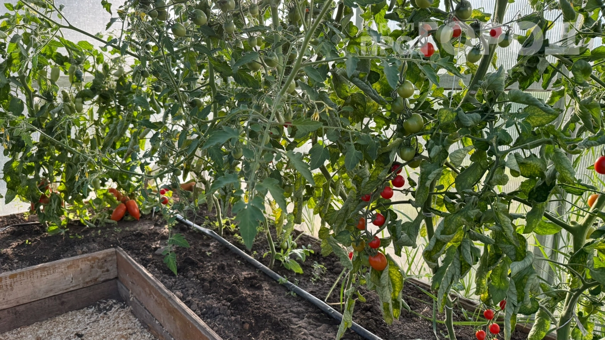 Вершинная гниль больше не проблема: сажаю томаты по‑новому — поливаю раз в неделю и собираю урожай ведрами