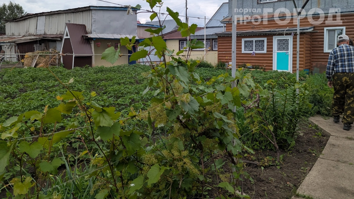 Заморозки после ранней весны: почему гибнет урожай и как его спасти — всё, что нужно знать садоводу