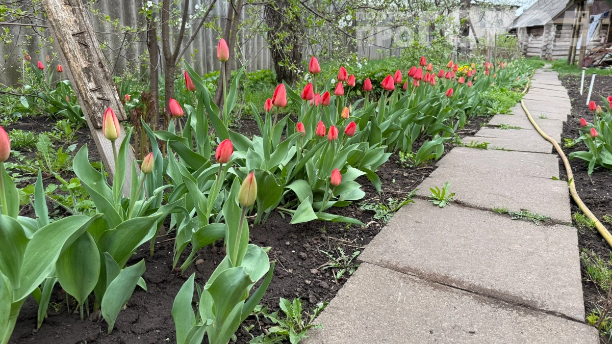 Сделайте это с нарциссами и тюльпанами в апреле: взрывное цветение в мае гарантировано — пошаговая инструкция