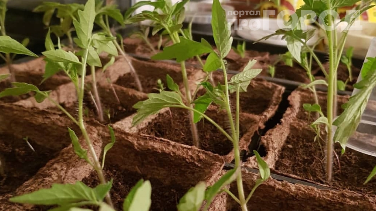 На восьмой день я рыдала, а потом появились всходы: сколько ждать томаты и когда пора паниковать — шкала