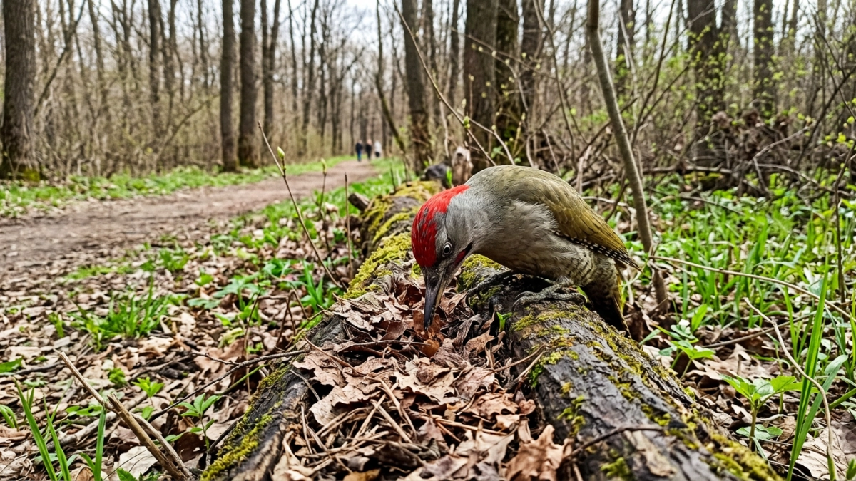 Редкий седой дятел с красной шапкой замечен в курских лесах