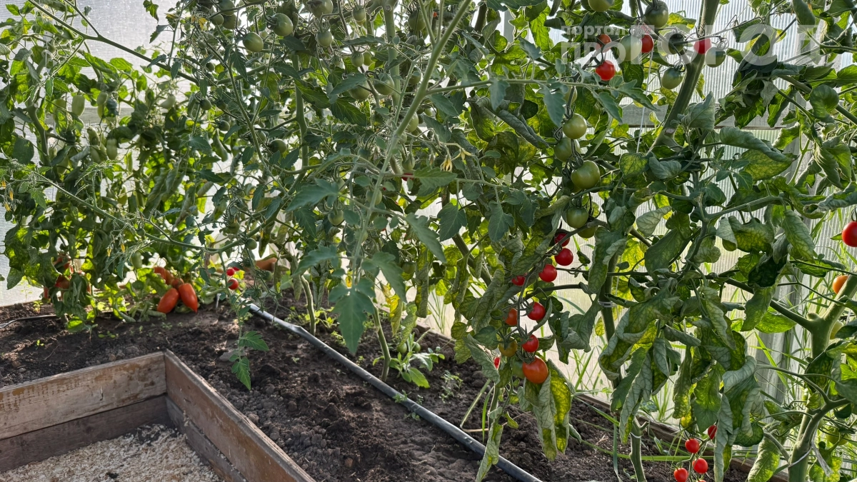 Вон из теплицы: огородница выкинула модные сорта помидоров — распиаренные томаты оказались пустышкой