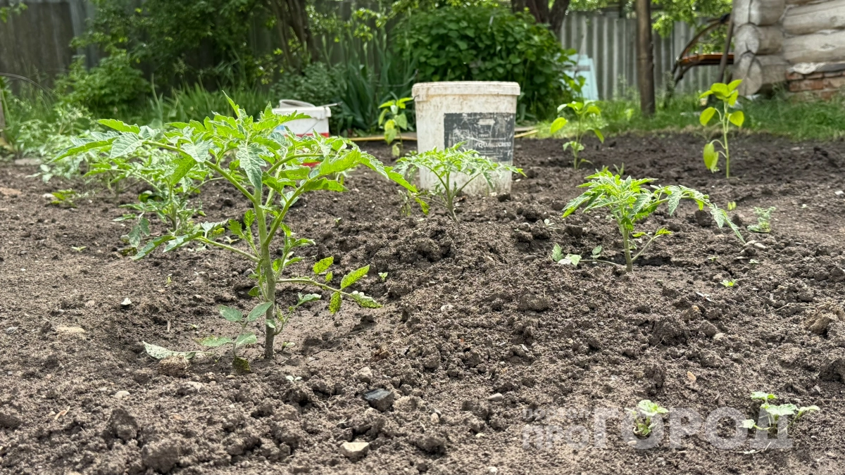 Забудьте про летние подкормки: как заправить лунку раз и на всё лето — 3 рабочих метода