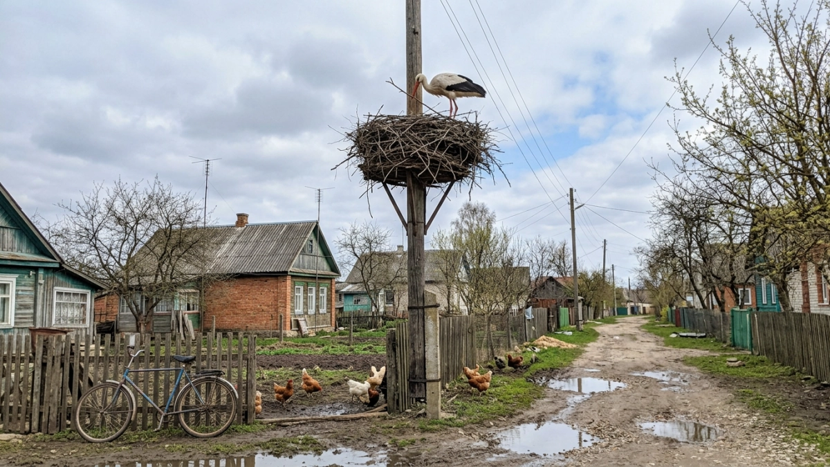 Аисты вернулись в Курск: самцы прилетели первыми занять гнездо