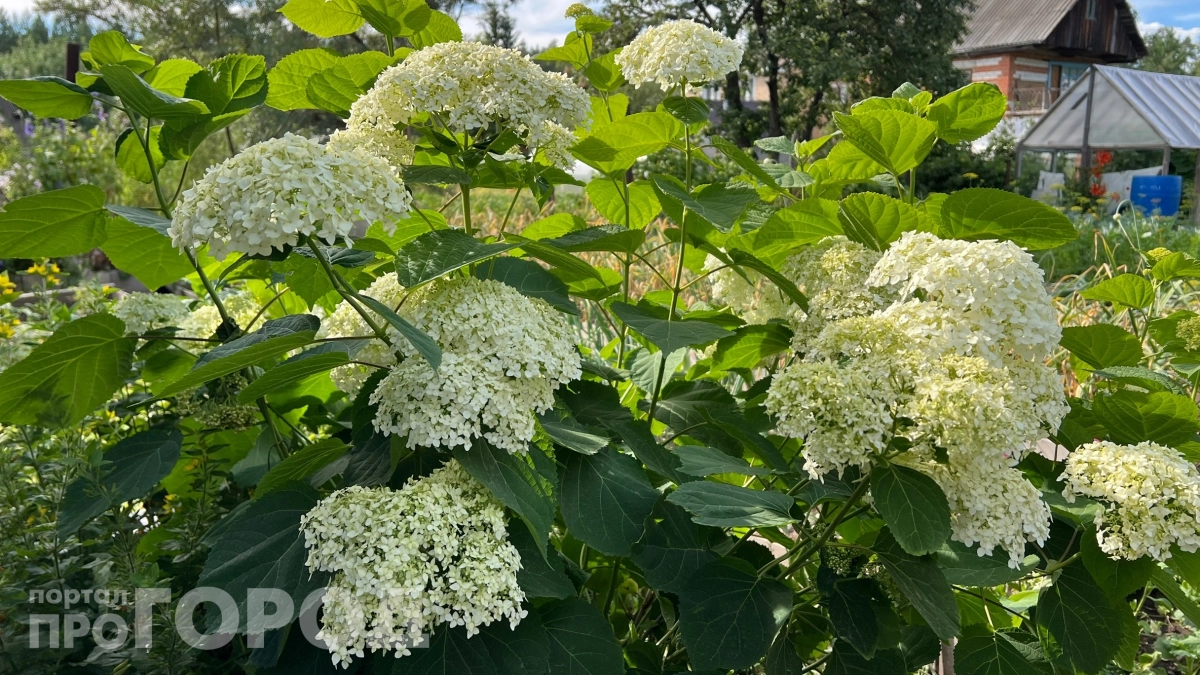 Ландыши и ещё 4 цветка, которые нельзя дарить и вот почему: бабушка травница рассказала всю правду 
