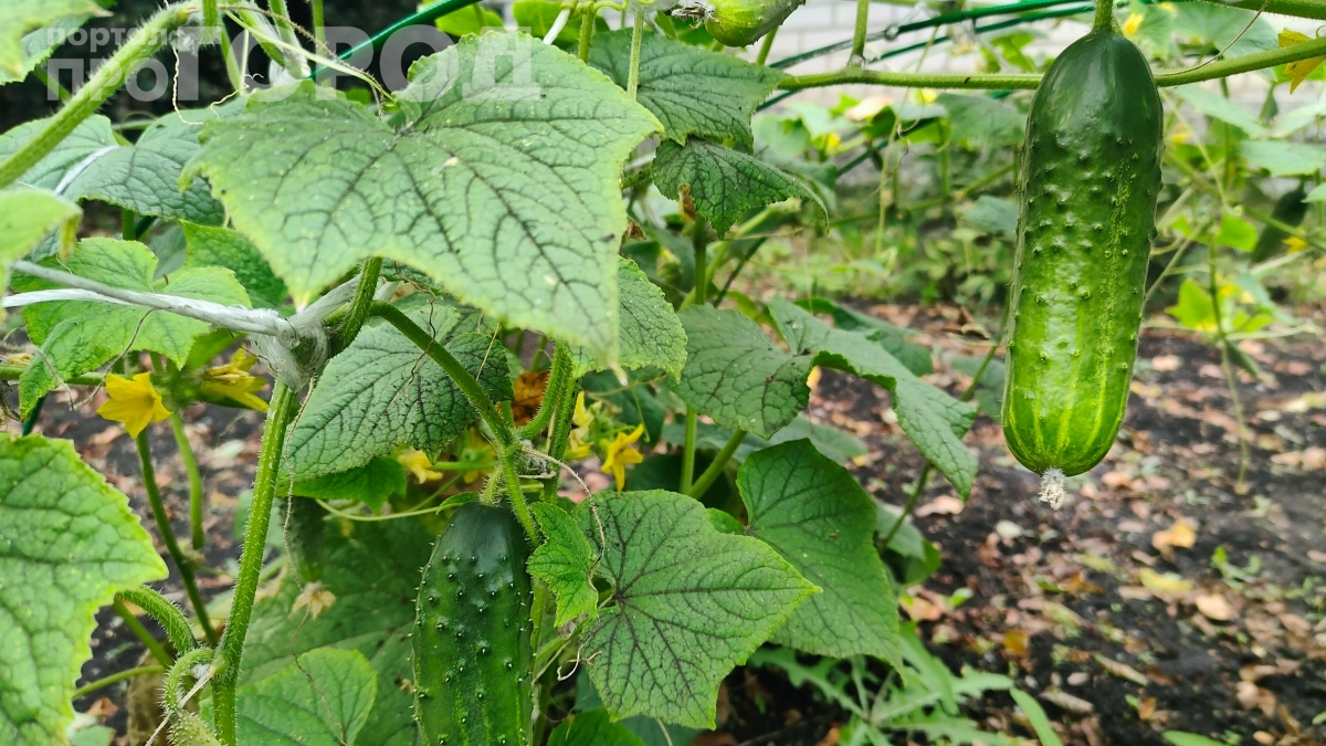 Вырастут так, что раздавать придется: дедовский рецепт подкормки, который работает лучше химии — огурцы собираю ведрами