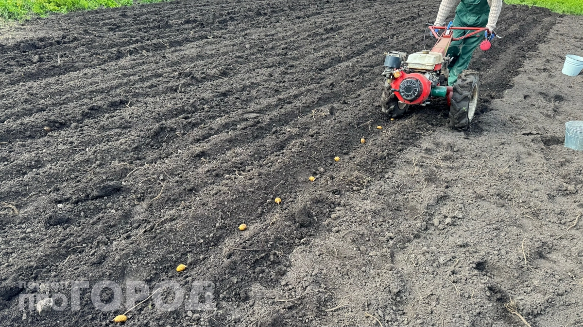 140 вёдер картошки с сотки — не сказка: раскрываю систему, которая даёт фантастическую урожайность