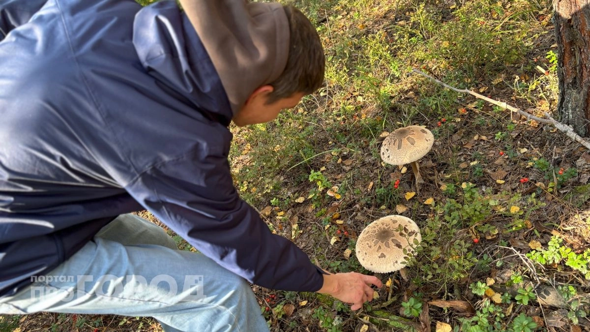 Тихая охота открывается: где в Курской области собирают самые богатые урожаи грибов