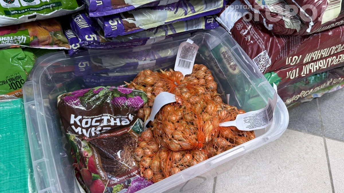 Одуванчик зацвёл — пора сажать лук: 5 верных признаков идеальной посадки без градусника