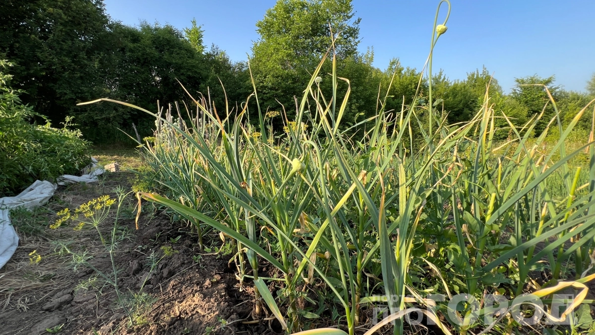 Чеснок не вырастет без этого: когда и чем подкормить в апреле — ошибки, которые губят урожай