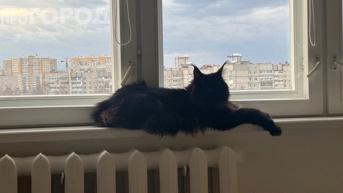 Не любовь, а расчёт: как кошки выбирают, с кем спать — 6 неочевидных причин