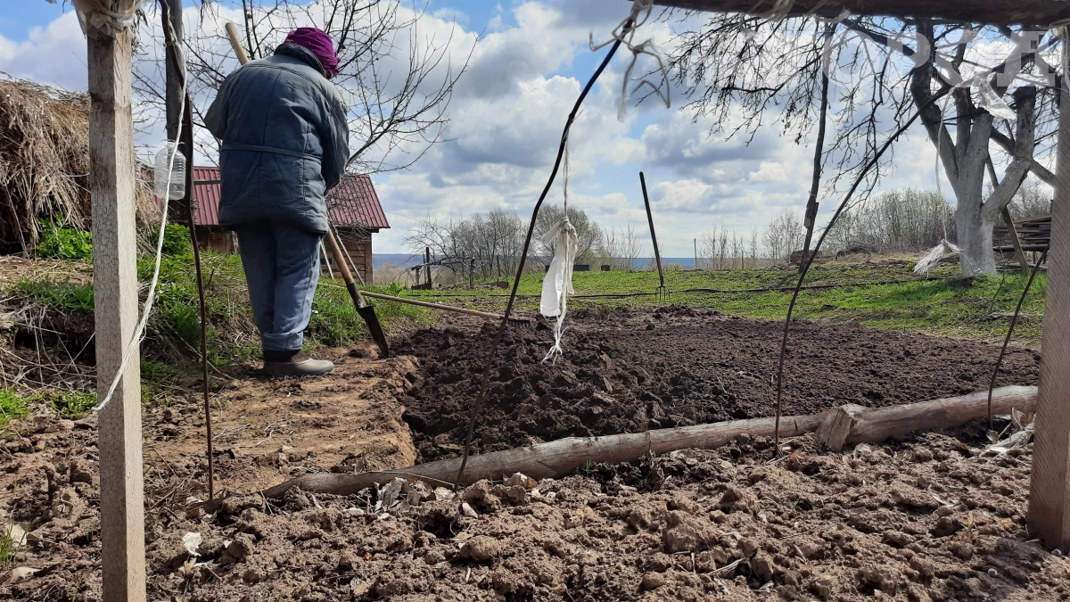 Это насекомое спасает дачи от клещей, а вы его нещадно истребляете: пока не поздно