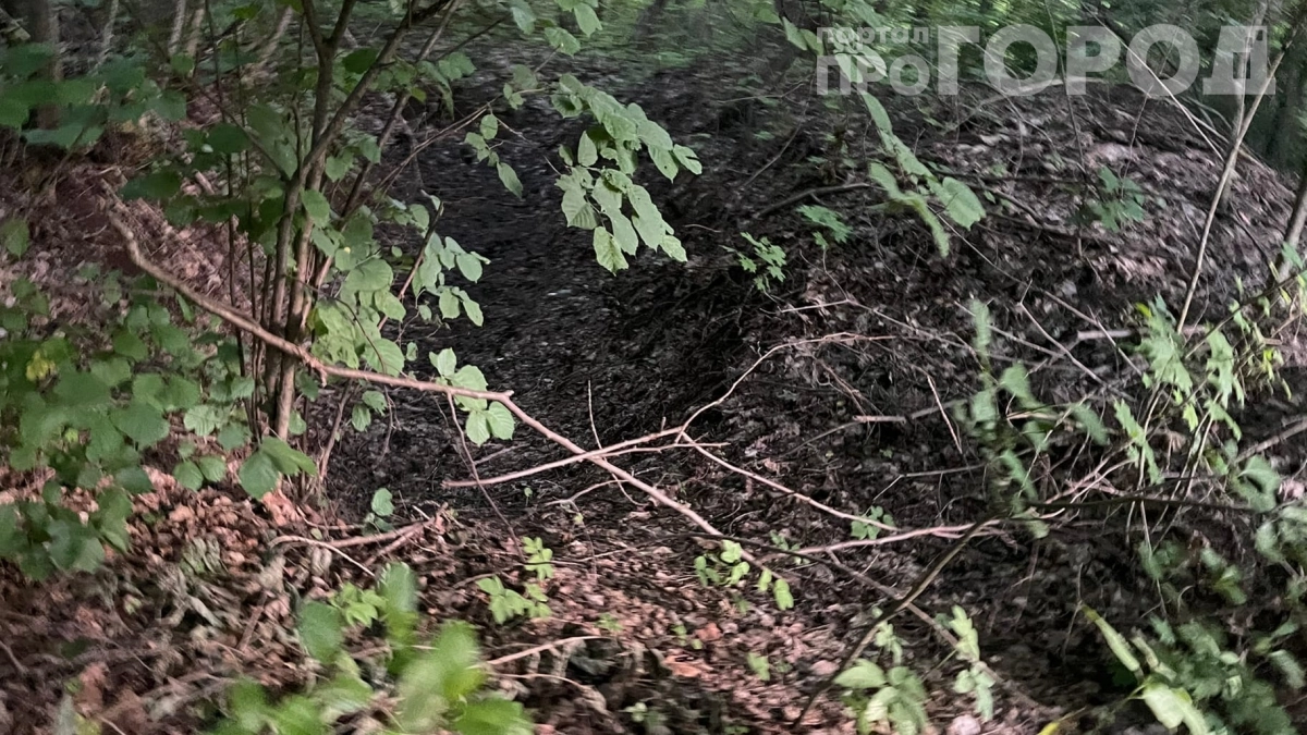 Ловчий пояс — пустая трата денег: вот что на самом деле отпугивает муравьёв от деревьев — рецепт за 80 рублей