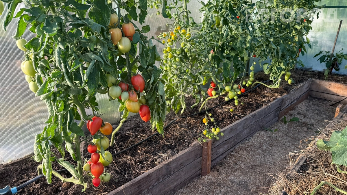 Этот сорт томата разлетелся за 13 минут: 25 кг с квадратного метра и минимум ухода — почему все его хотят