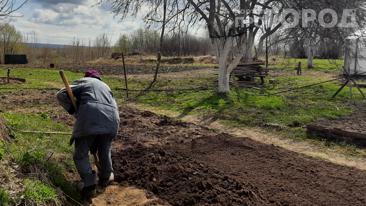 Глина за ночь стала чернозёмом: секрет, который изменит ваш огород раз и навсегда