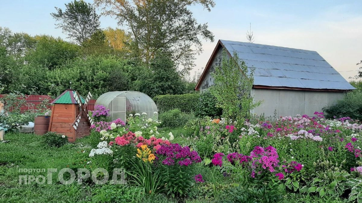 Хватит переплачивать за химию: копеечное средство из аптеки заставит ваш огород плодоносить в два раза дольше