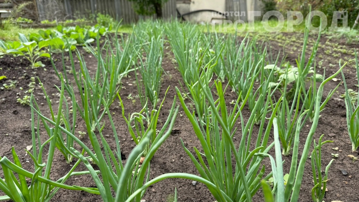 Посадите лук донцем вверх — и урожай удивит вас: секрет всхожести за 7 дней
