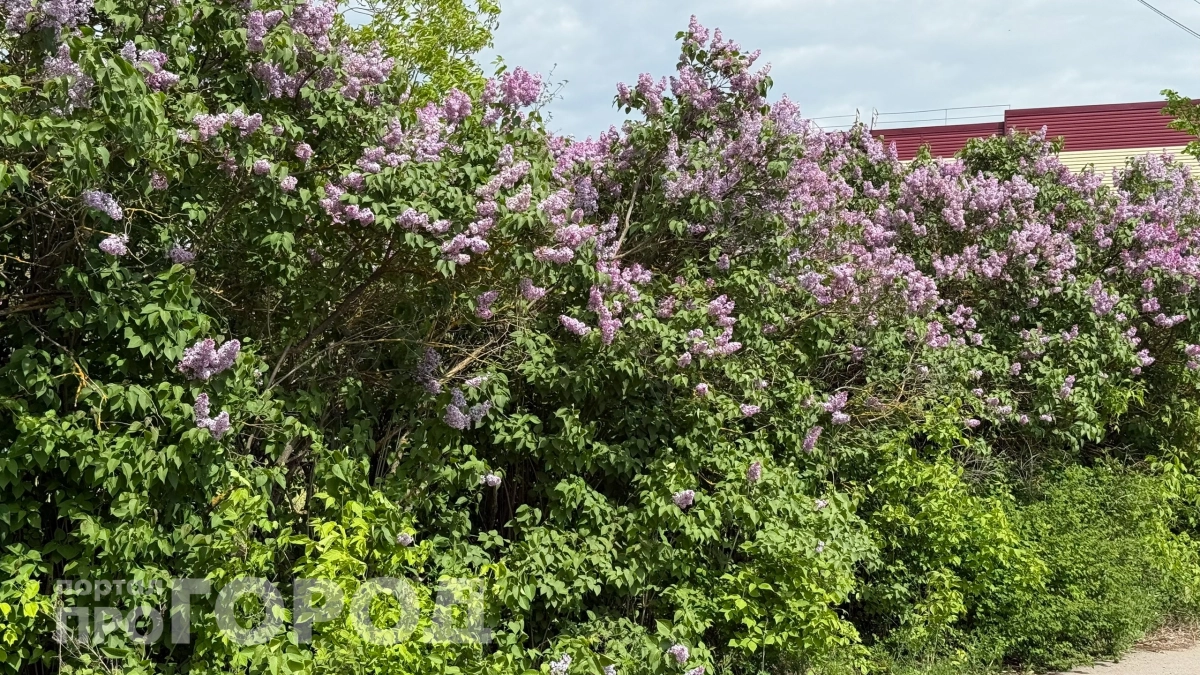 Пышные метёлки сирени без усилий: как обрезать, подкормить и победить поросль — вот что нужно сделать весной