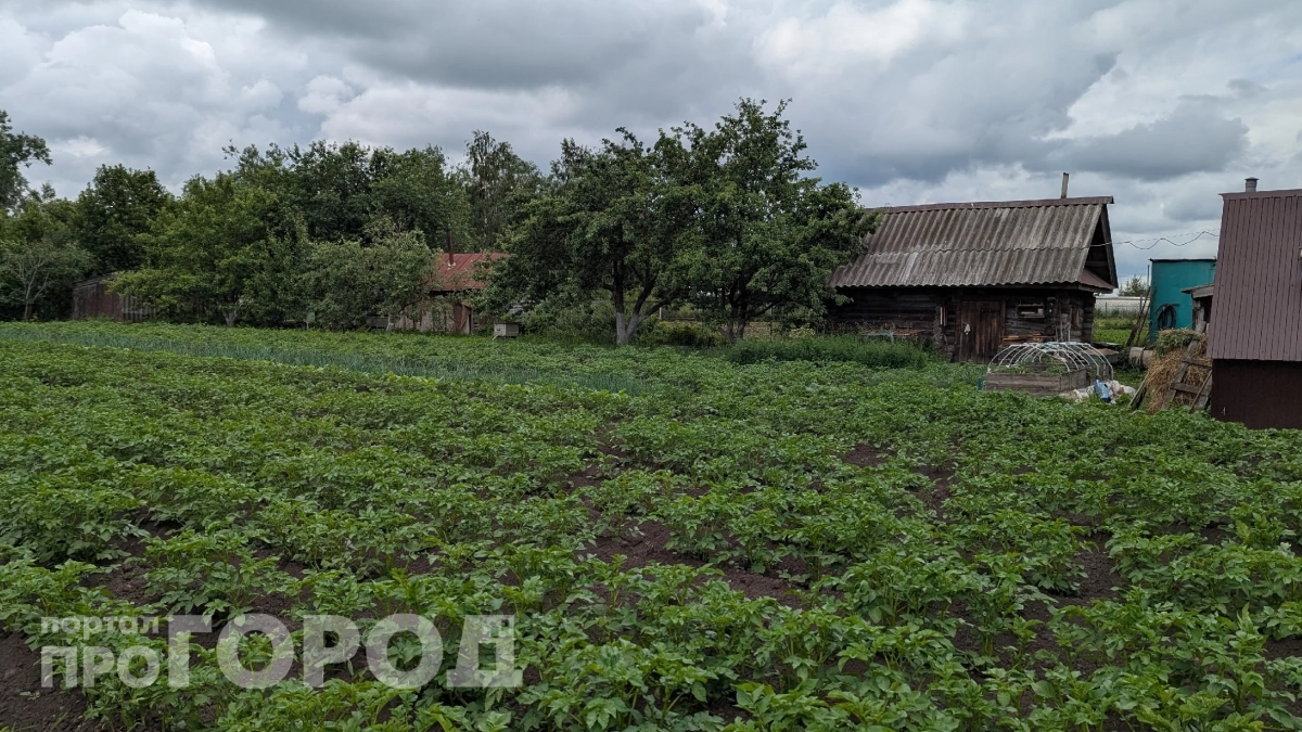 Очередь из китайцев скопилась у калитки пенсионерки: зачем гости из Поднебесной скупают корни на дачах