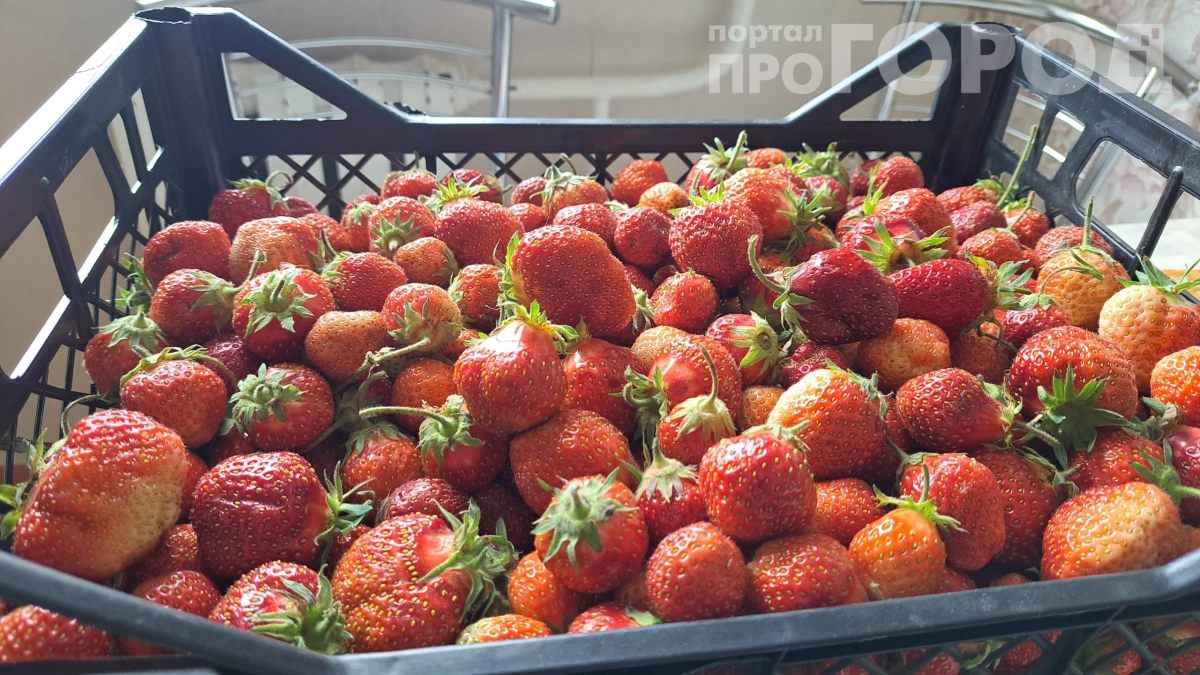 Клубника уродит как сумасшедшая: секрет, который я искала три года — раскрываю все карты