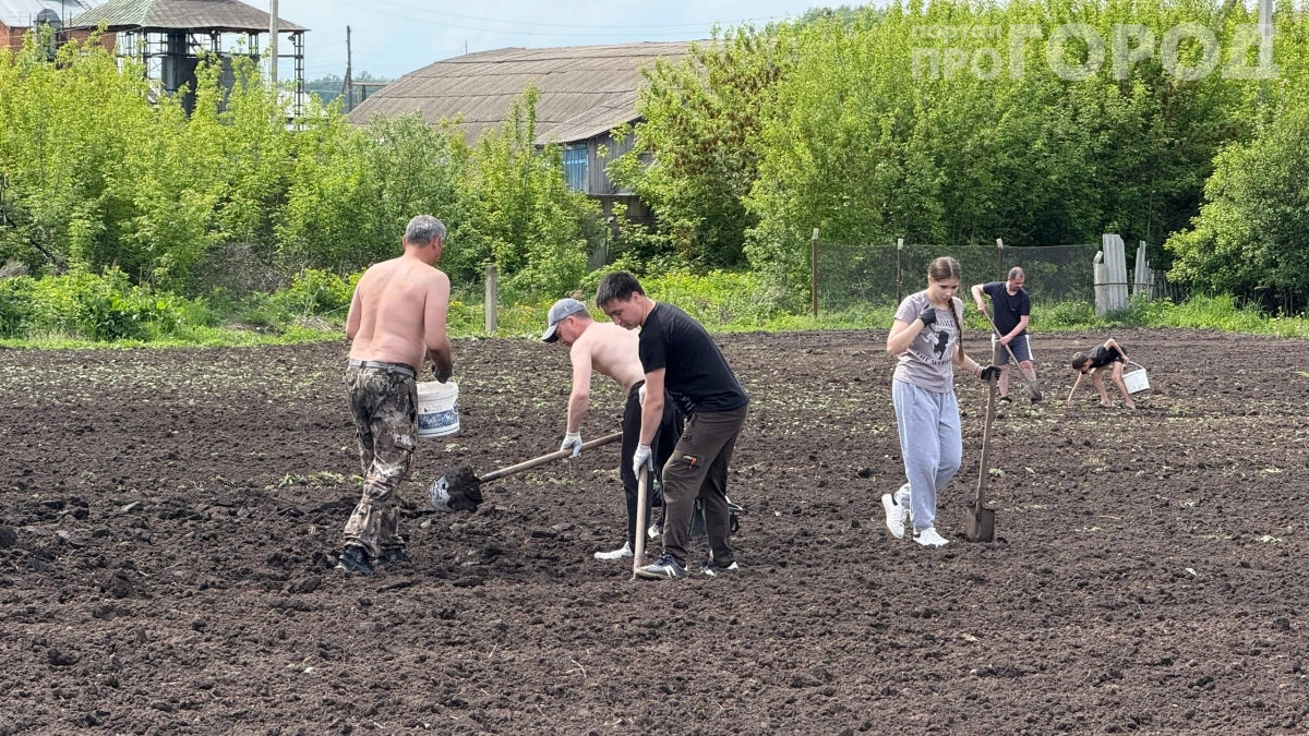 Посадите картошку в этот срок — соберёте вдвое больше: секреты идеального времени для посадки