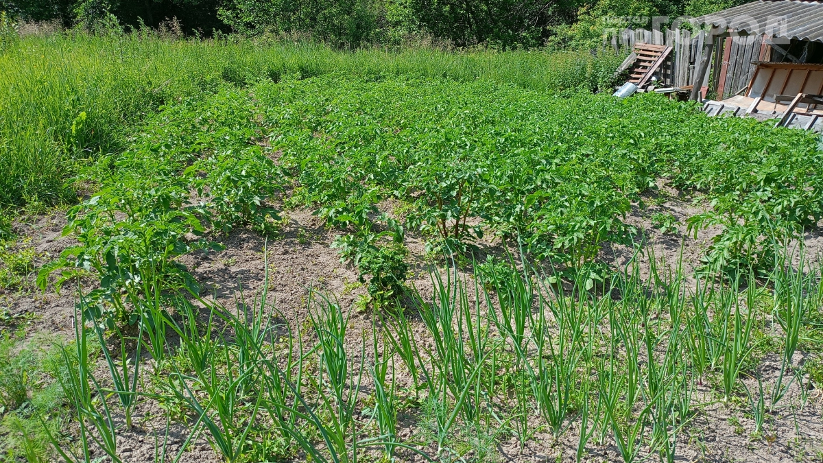 Соседи смеялись, а теперь повторяют: зачем закапывать сырое яйцо в грядку — секрет опытных дачников