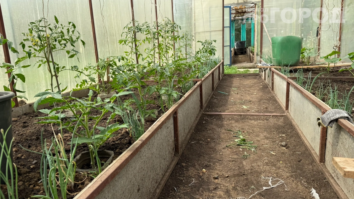 Не тратьте месяц на подготовку теплицы: сделайте всё за 20–30 минут — вот секрет опытных дачников